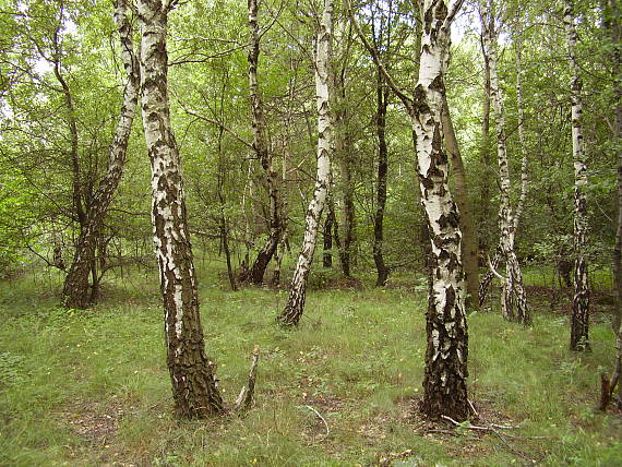 hríbový les