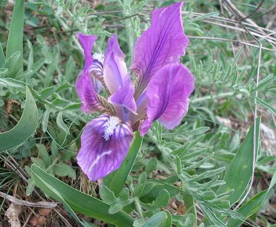 kosatec Iris pumila L.