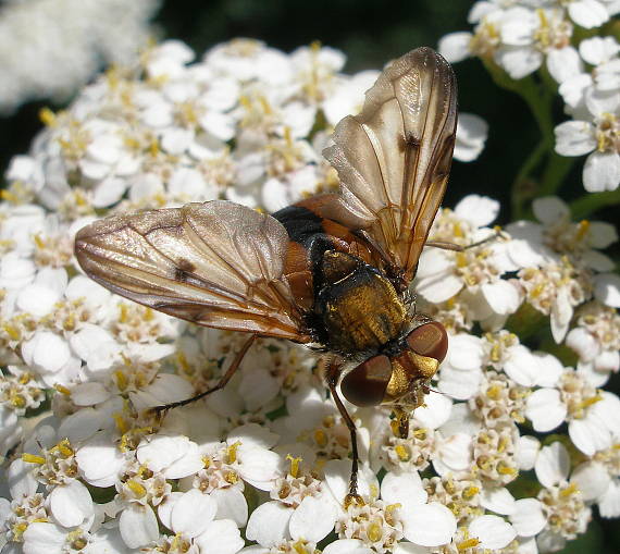 kuklica Phasia crassipennis