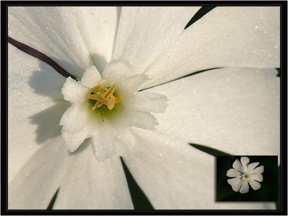 knotovka biela Silene latifolia subsp. alba (Mill.) Greuter et Burdet