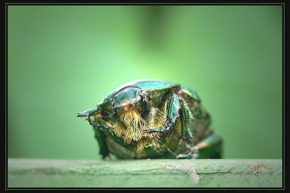 zlatohlávok Potosia cuprea (Scarabaeidae)
