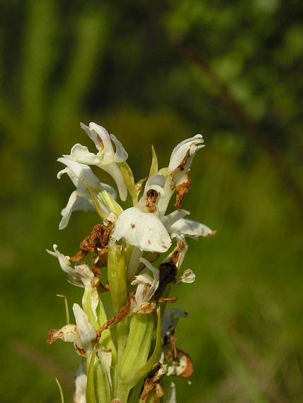 vstavačovec škvrnitý sedmohradský Dactylorhiza maculata subsp. transsilvanica (Schur) Soó