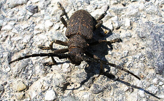 fúzač Lamia textor (Cerambycidae)