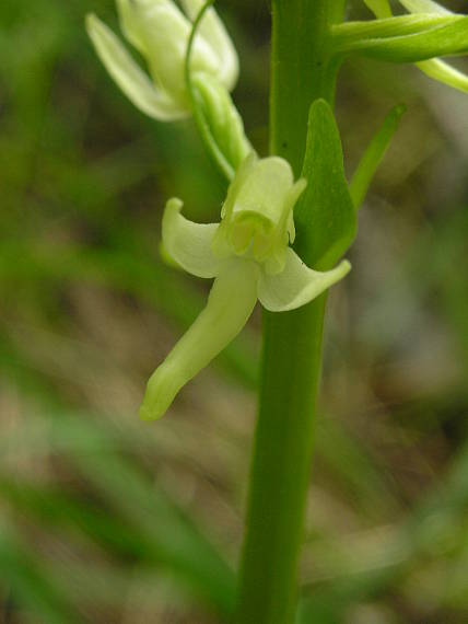 vemenník dvojlistý Platanthera bifolia (L.) Rich.