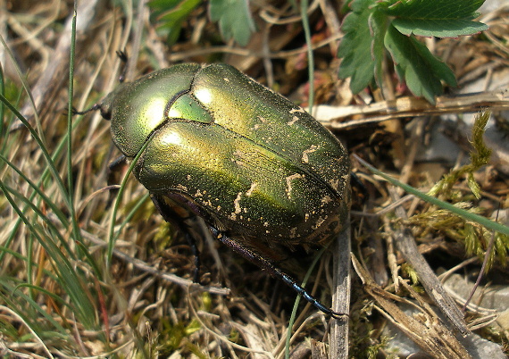zlatohlávok Potosia cuprea (Scarabaeidae)
