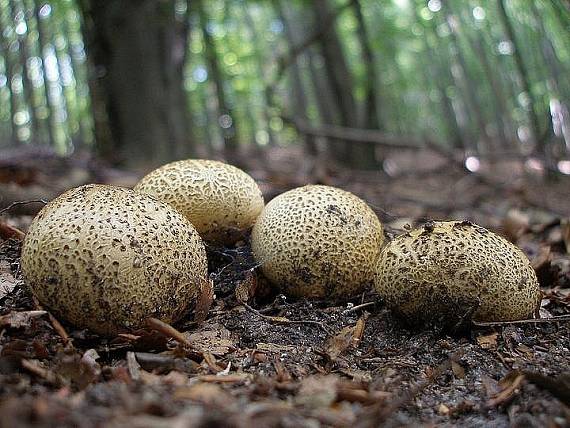 pestrec obyčajný Scleroderma aurantium