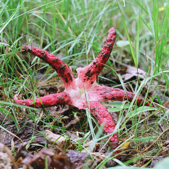 mrežovka kvetovitá Clathrus archeri (Berk.) Dring