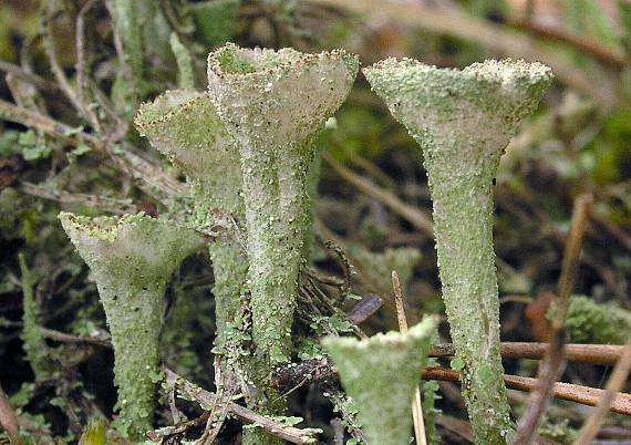 dutohlávka  Cladonia sp,