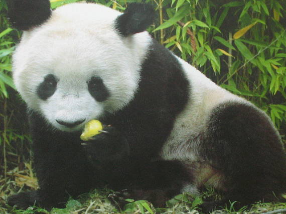 panda velka ailuropoda melanoleuca