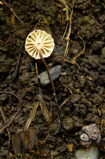 tanečnica golieriková Marasmius rotula (Scop.) Fr.