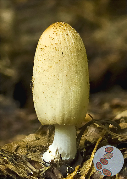 hnojník blanitý Coprinellus xanthothrix (Romagn.) Vilgalys, Hopple & Jacq. Johnson