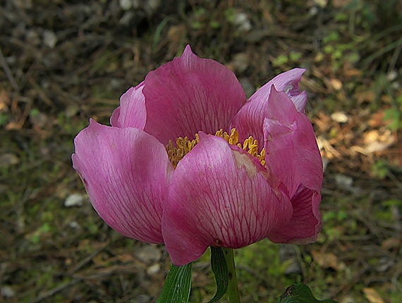 kvet Paeonia broteroii