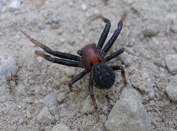 pavúk Xysticus bifasciatus