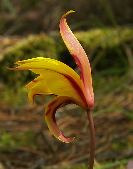 tulipan Tulipa sylvestris L.