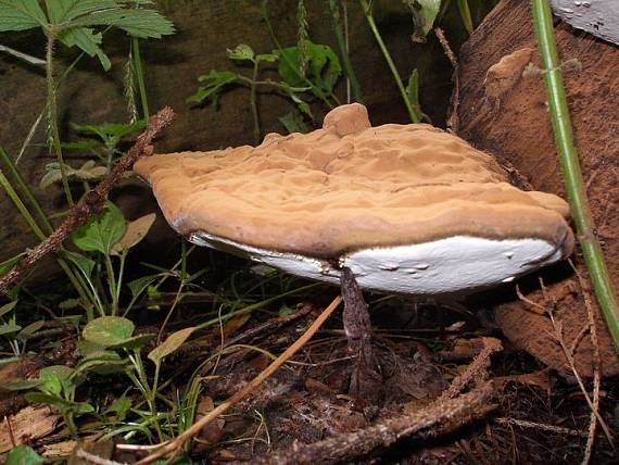 lesklokôrovka plochá Ganoderma applanatum (Pers.) Pat.