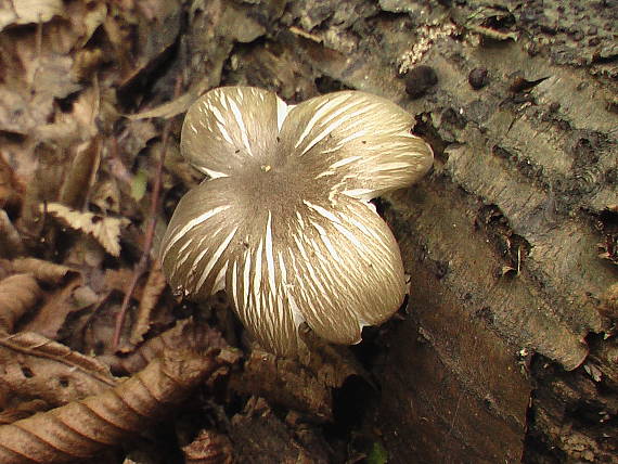 povraznica širokolupeňová Megacollybia platyphylla (Pers.) Kotl. & Pouzar