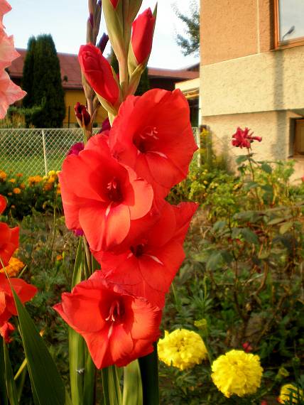 mečík záhradný Gladiolus sp.