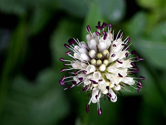 kvet Dipsacaceae