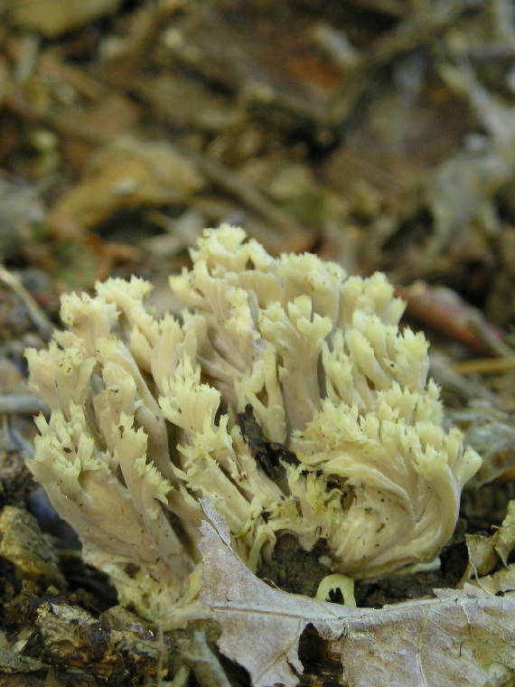 konárovka hrebenitá  	 Clavulina coralloides (L.) J. Schröt.