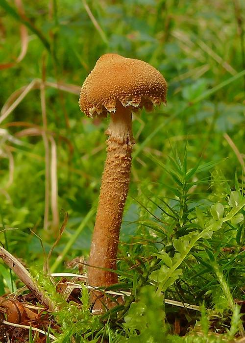 zrnivka okrová Cystoderma amianthinum (Scop.) Fayod