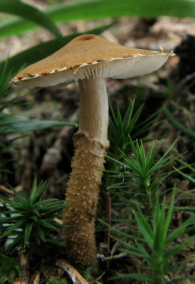 zrnivka okrová Cystoderma amianthinum (Scop.) Fayod
