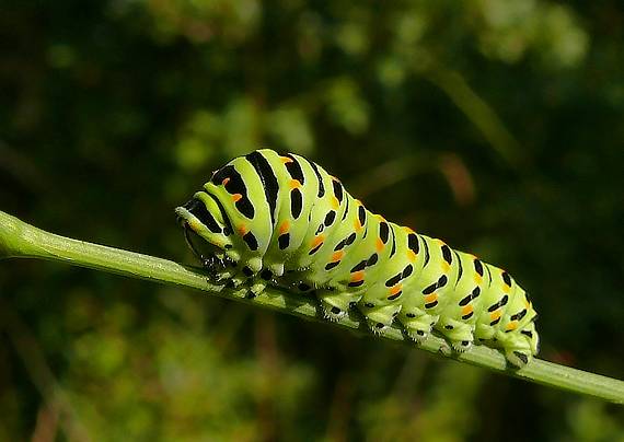 húsenica - Vidlochvost feniklový Papilio machaon