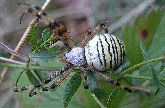 a ešte jeden pavúk Argiope bruennichi - samiÄka