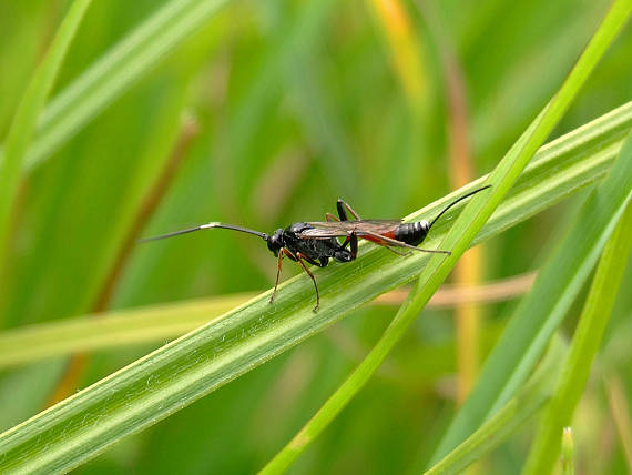 osička Ichneumonidae