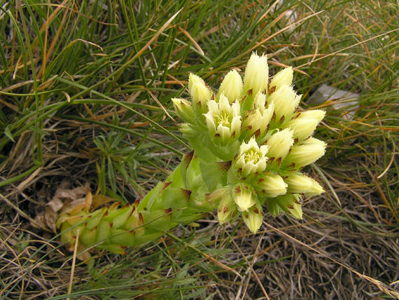 skalničník guľkovitý srstnatý preissov Jovibarba globifera subsp. hirta var. preissiana (Domin) Hadrava et Miklánek