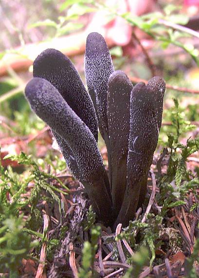 žezlovka srnková - kytička žezloviek Tolypocladium ophioglossoides (J.F. Gmel.) Quandt, Kepler & Spatafora