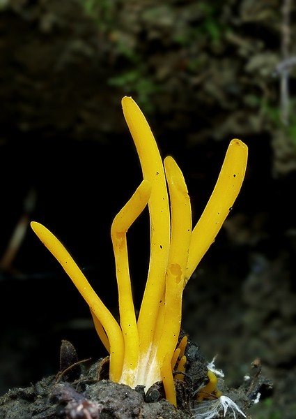 pakonárovka Clavulinopsis sp.