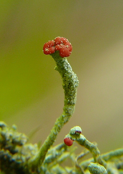dutohlávka červenoplodá Cladonia macilenta
