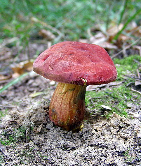 hřib červený-Suchohríb karmínový Hortiboletus rubellus (Krombh.) Simonini, Vizzini & Gelardi