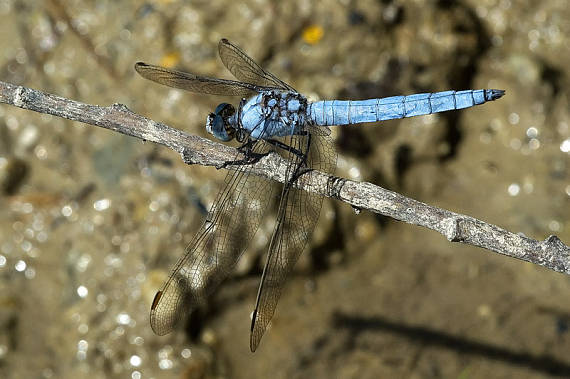 vážka modrá Orthetrum coerulescens