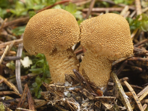 zrnivka Cystoderma sp.