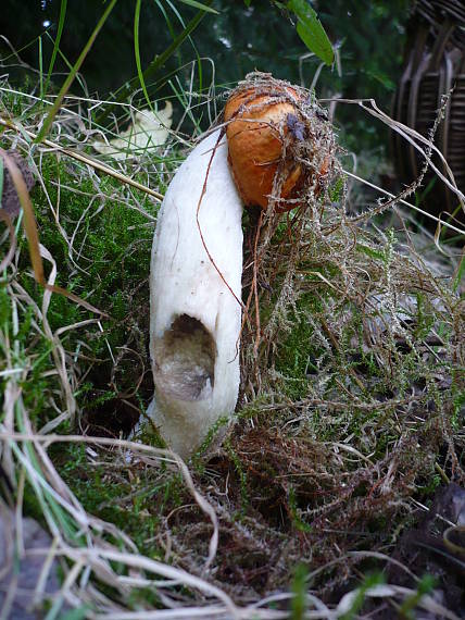 kozák osikový Leccinum albostipitatum den Bakker & Noordel.