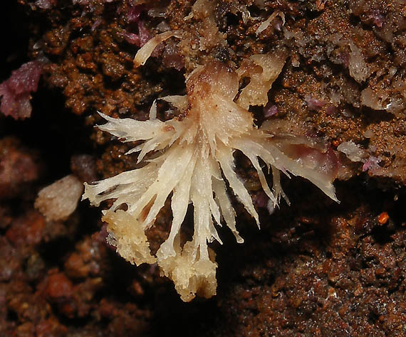 plesňovka belavohnedá Thelephora penicillata (Pers.) Fr.
