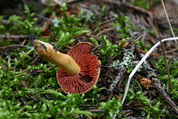 pavučinovec krvavolupeňový Cortinarius semisanguineus (Fr.) Gillet