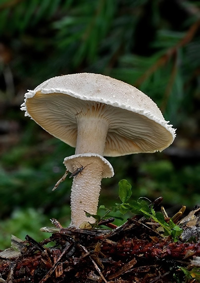 zrnivka páchnuca Cystoderma carcharias (Pers.) Fayod