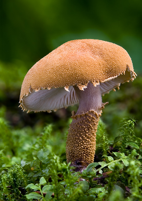 zrnivka Cystoderma sp.