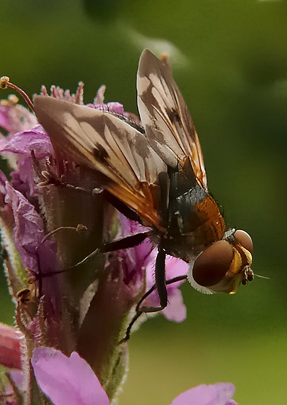 bystruša Ectophasia crassipennis