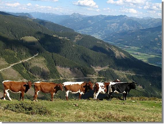 kravy vysokohorské