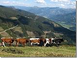 kravy vysokohorské