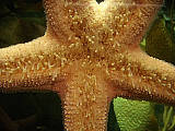morska hviezdica