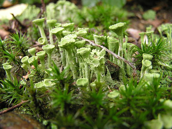 dutohlávka riasnatá Cladonia fimbriata
