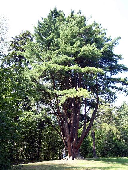 borovica hladká Pinus strobus L.