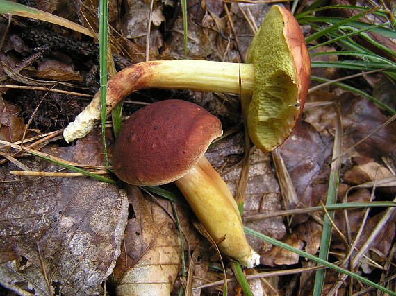 suchohríb karmínový Hortiboletus rubellus (Krombh.) Simonini, Vizzini & Gelardi