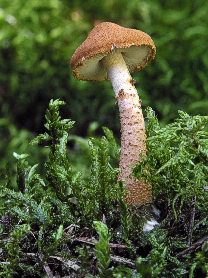 zrnivka Cystoderma sp.