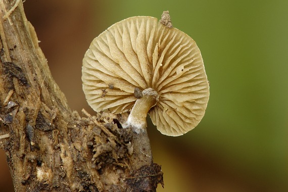 smeťovička hnedoolivová Simocybe centunculus (Fr.) P. Karst