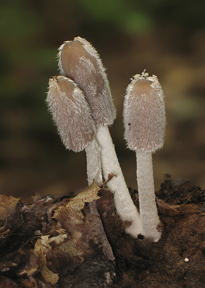 hnojník chlpatý Coprinopsis lagopus (Fr.) Redhead, Vilgalys & Moncalvo
